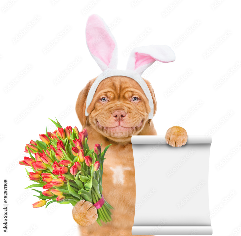 Poster mastiff puppy wearing easter rabbits ears holds bouquet of tulips and shows empty list. isolated on 