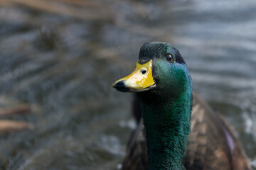 Żółty dziób i zielona głowa, kaczka w wodzie.