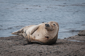 Obraz premium Smiling white seal arelaxing on rocks t Ravenscar near Scarborough, North Yorkshire
