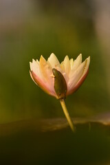 pink lotus flower