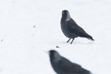 Czarny ptak na  śniegu, kawka zwyczajna, corvus monedula. - obrazy, fototapety, plakaty