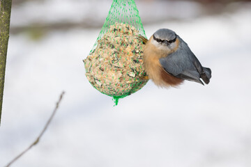 Karma dla ptaków, mały kolorowy ptak na orzechowej kulce. Kowalik zwyczajny, bargiel, sitta europaea. © Grzegorz