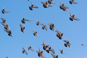 Cztery ptaki na tle zachmurzonego nieba, mewa śmieszka, (chroicocephalus ridibundus). 