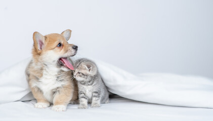 Cute Pembroke welsh corgi puppy and gray kitten sit together under warm blanket on a bed at home and look away on empty space
