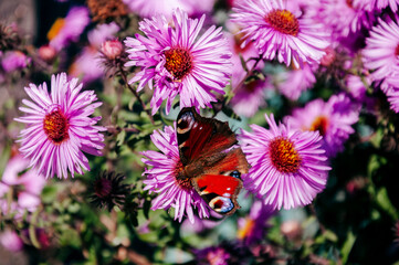 Bright pink flower s are blooming in the garden on the turquoise background. Beautiful butterflies collect nectar 
