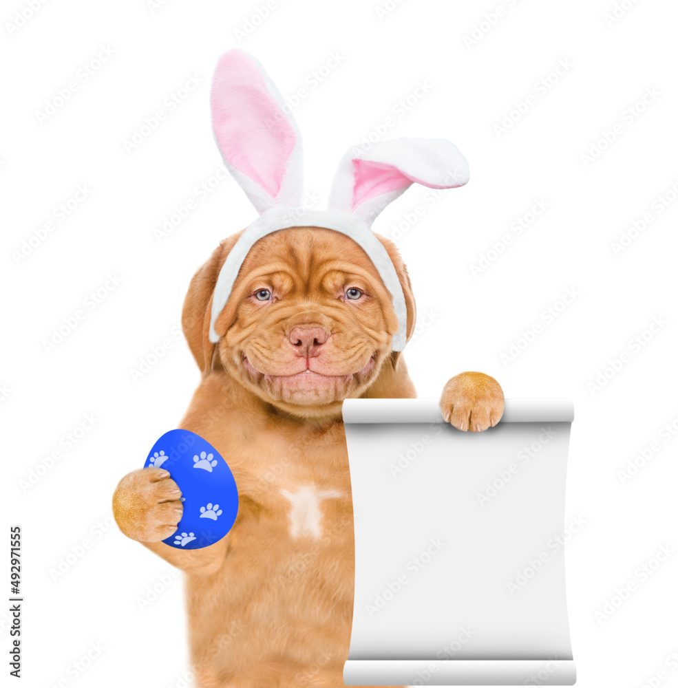 Poster smiling puppy wearing easter rabbits ears holds painted egg and shows empty list. isolated on white 