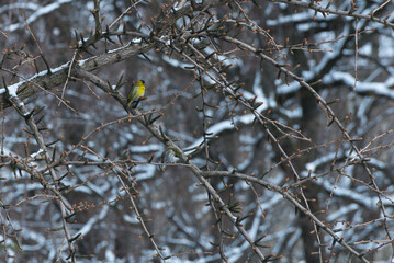 Małe żółte ptaki na drzewie, czyż zwyczajny, spinus spinus.