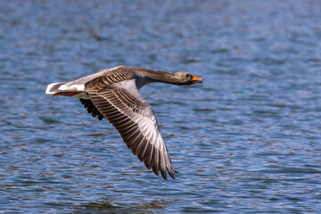 The flying greylag goose, Anser anser is a species of large goose