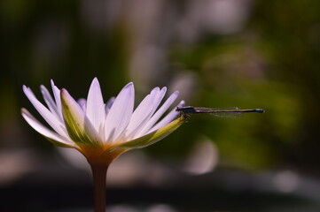 Damselfly on flower