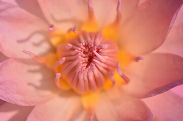 Close up of lotus flower