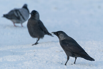 Ptaki na śniegu szukające pożywienia, kawka zwyczajna (corvus monedula).