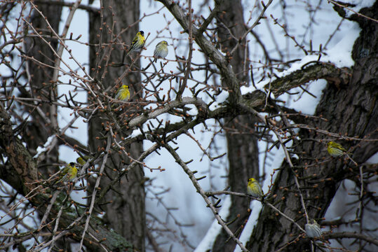Małe żółte ptaki na drzewie, czyż zwyczajny, czyżyk (Spinus spinus).