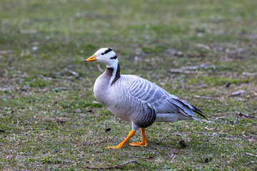 The bar-headed goose, Anser indicus seen in English Garden in Munich