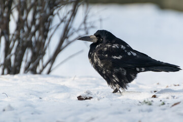 Stary duży ptak z siwymi piórami, stojący na śniegu. Gawron, gapa, corvus frugilegus. 