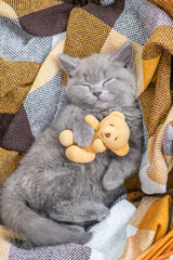 Cozy kitten sleeps with toy bear on  checkered plaid. Top down view © Ermolaev Alexandr