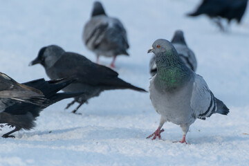 Ptaki przy zimowym karmniku, na pierwszym planie gołąb.