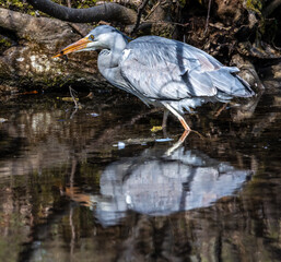 While fishing in the moving water a grey heron, Ardea cinerea successfully caught a fish.