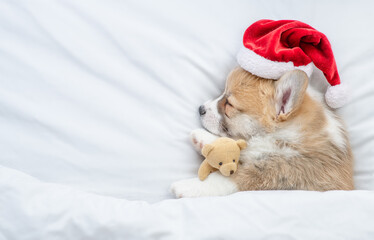 Pembroke welsh corgi puppy wearing red santa hat hugs toy bear and sleeps on a bed under white...