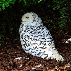 The Snowy Owl, Bubo scandiacus is a large, white owl of the owl family