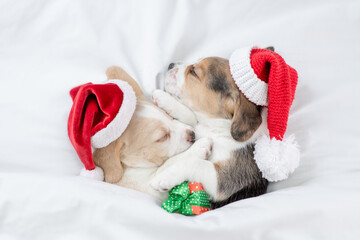 Two cozy Beagle puppies  wearing red santa hats sleep  together under a white blanket on a bed at...