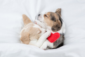 Two cute Beagle puppies sleep with red heart  together under a white blanket on a bed at home. Top...