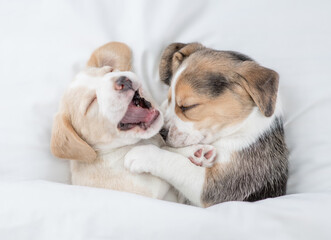 Two cute Beagle puppies sleep  together under a white blanket on a bed at home. Top down view