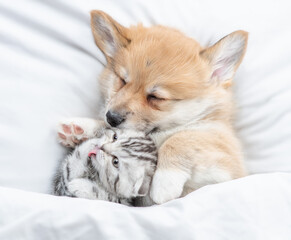 Cute Pembroke Welsh corgi puppy sleep with tiny tabby fold kitten under white warm blanket on a bed at home. Top down view