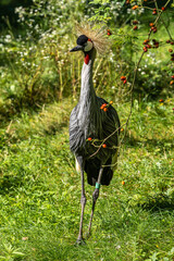 Black Crowned Crane, Balearica pavonina in a park