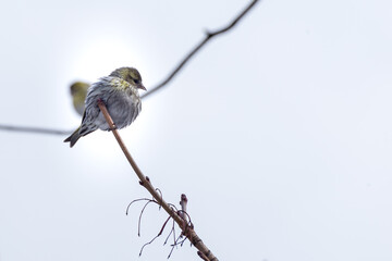 Mały ptak siedzący zimą na czubku gałęzi. Czyż zwyczajny, czyż, czyż pospolity, czyżyk, spinus spinus.