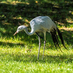 The Blue Crane, Grus paradisea, is an endangered bird