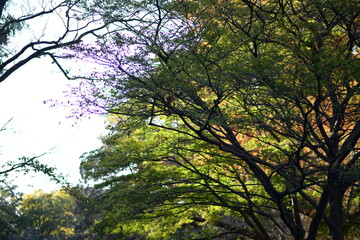 Autumn leaves