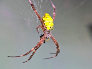 Yellow spider on the nest