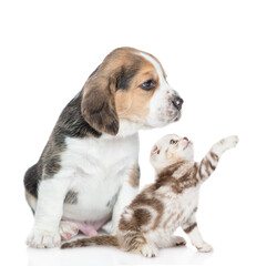 Young Beagle puppy and playful tabby  kitten sit together in profile and look away and up on empty space. isolated on white background