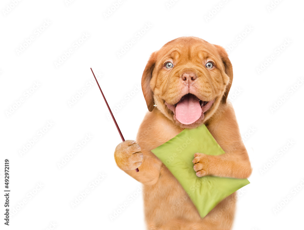 Poster Happy yawning Mastiff puppy holds a pillow and points away on empty space.  isolated on white background