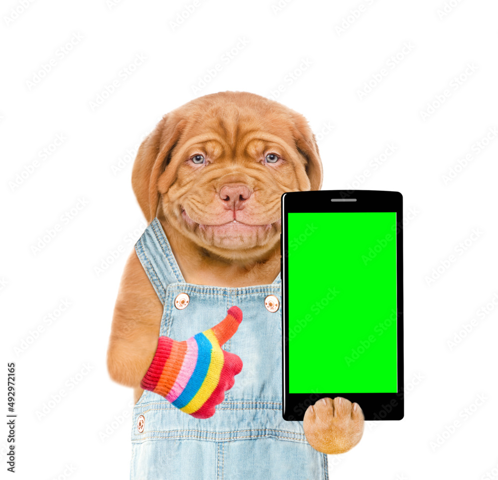Poster happy puppy wearing overalls holds smartphone with empty green screen and shows thumbs up gesture. i