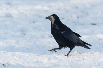 Czarny ptak maszerujący po śniegu, Gawron, gapa (Corvus frugilegus).
