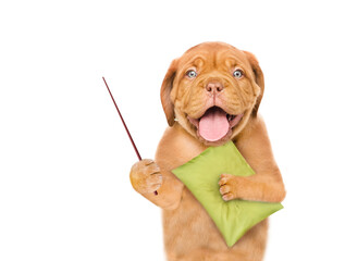 Happy yawning Mastiff puppy holds a pillow and points away on empty space.  isolated on white background