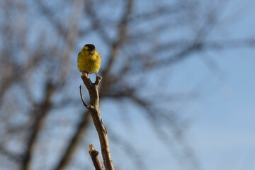 Mały żółty ptak siedzący na gałęzi, czyż zwyczajny (Spinus spinus). - obrazy, fototapety, plakaty