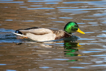 Wild duck or mallard, Anas platyrhynchos swimming in a lake