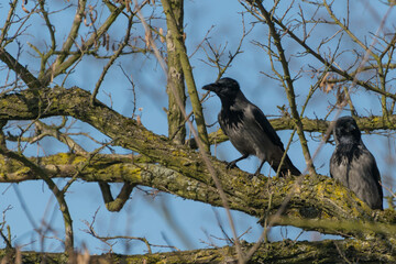 Gawron (Corvus frugilegus) szukający pożywienia w śniegu.