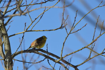 Wróblowaty ptak z żółtymi piórami, niebieskie niebo.
