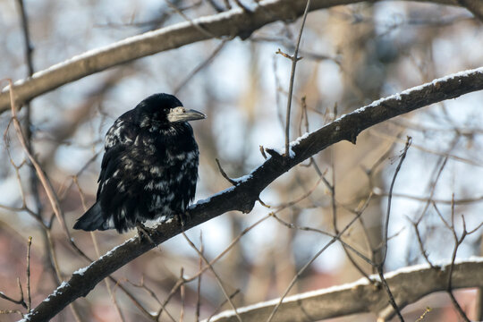 Stary gawron (Corvus frugilegus), pstrokate upierzenie, siwo czarne. Zima.