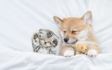 Sleepy cozy Pembroke Welsh corgi puppy hugs favorite toy bear near tiny tabby fold kitten under white warm blanket on a bed at home. Top down view