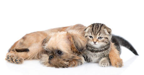 Brussels Griffon puppy hugs tiny tabby fold kitten. Isolated on white background