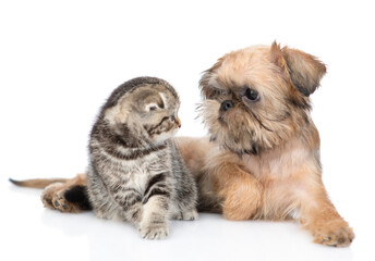 Brussels Griffon puppy and scottish fold kitten looking at each other. Isolated on white background