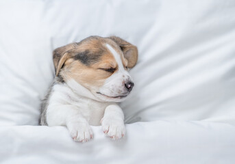 Cozy Beagle puppy sleeps under warm blanket on a bed at home. Top down view. Empty space for text