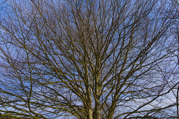 Buchenbaum ohne Laub vor blauem Himmel