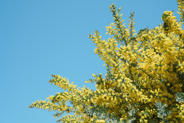 可愛らしい黄色いミモザの花