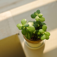 Crassula Ovata Plant, Also Known as Jade, Lucky, or Money Plant, Grown in Bangkok, Thailand