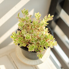 Closeup, Tricolor Hana Misteria (Portulaca Grandiflora) Plant, Grown in Bangkok, Thailand